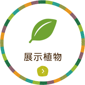 展示植物